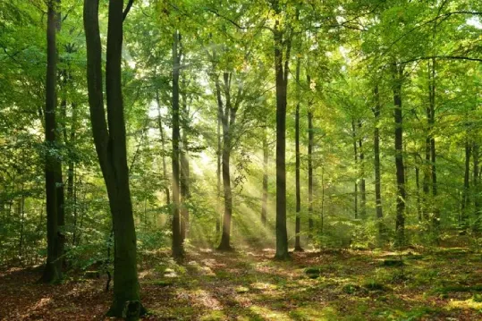 The Science of Stress Relief